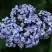 Гортензия АИША крупнолистная  в Бобруйске