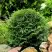 Туя ДАНИКА западная в Бобруйске
