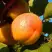 Абрикос СПАДЧЫНА в Бобруйске