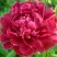 Пион КИТАЙСКИЙ ШЕЛК травянистый в Бобруйске