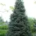 Пихта белая в Бобруйске