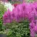 Астильба АМЕТИСТ Арендса в Бобруйске