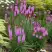 Лиатрис РОЗЕА колосковая в Бобруйске