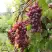Виноград КИШМИШ ЗАПОРОЖСКИЙ в Бобруйске