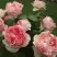 Роза ФИЛИНГ чайно-гибридная в Бобруйске