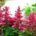 Астильба ЮНИК КАРМИН гибридная в Бобруйске