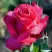 Роза ВИЕН РОУЗ чайно-гибридная в Бобруйске