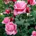 Роза ЭЙФЕЛЕВА БАШНЯ чайно-гибридная в Бобруйске