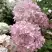 Гортензия БОМБШЕЛ метельчатая в Бобруйске