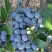 Голубика НОРТЛАНД в Бобруйске