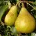 Груша ГЕНЕРАЛ ЛЕКЛЕРК в Бобруйске