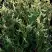 Туя ГОЛД ПЕРЛ западная в Бобруйске