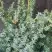 Можжевельник БЛЮ АЛЬПС китайский  в Бобруйске