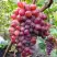 Виноград КРАСОТКА в Бобруйске