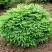 Ель НИДИФОРМИС обыкновенная в Бобруйске