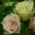 Роза ГРИН ДАЙМОНД миниатюрная в Бобруйске