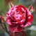 Роза ДИП ИМПРЕШН флорибунда в Бобруйске