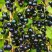 Смородина чёрная ИЗЮМНАЯ в Бобруйске