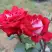 Роза АЛЬЯНС чайно-гибридная в Бобруйске
