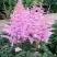 Астильба ГИАЦИНТ Арендса в Бобруйске