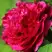 Пион НОЧНЫЕ ГРЕЗЫ древовидный в Бобруйске