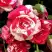 Роза ФАЙЕР ВОРКС миниатюрная в Бобруйске