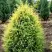 Можжевельник ГОЛД КОН обыкновенный в Бобруйске