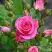 Роза ЛАВЛИ ЛИДИЯ спрей в Бобруйске