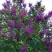 Сирень СУМЕРКИ в Бобруйске