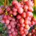 Виноград КИШМИШ КРАСНЫЙ в Бобруйске