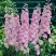 Дельфиниум ПЕТТИКОУТ гибридный в Бобруйске