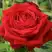 Роза СОФИ ЛОРЕН чайно-гибридная в Бобруйске