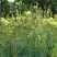 Василистник ГЛАУКУМ желтый в Бобруйске