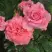 Роза ПЬЕР КАРДЕН чайно-гибридная в Бобруйске