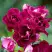 Роза БУРГУНДИ АЙС флорибунда в Бобруйске