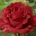 Роза РЕД ИНТУИШН чайно-гибридная в Бобруйске