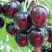 Черешня ЛЮБИМИЦА АСТАХОВА в Бобруйске