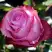 Роза ДИП ВОТЕР чайно-гибридная в Бобруйске