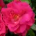 Роза ДЖОРДЖ ВАНКУВЕР флорибунда в Бобруйске