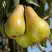 Груша КОНКОРД в Бобруйске