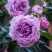 Роза СИЛЬВЕР КВИК плетистая в Бобруйске