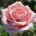 Роза ФРЕДЕРИК МИСТРАЛЬ чайно-гибридная в Бобруйске