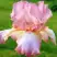 Ирис БЛАШИНГ ПИНК бородатый в Бобруйске
