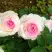 Роза ДОЛЬЧЕ ВИТА чайно-гибридная в Бобруйске