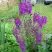 Коровяк ВИОЛЕТТА (вербаскум) в Бобруйске