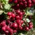 Рябина ГРАНАТНАЯ сладкоплодная в Бобруйске