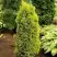 Можжевельник ГОЛД КОН обыкновенный в Бобруйске