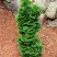 Туя СПИРАЛИС МИНИ западная в Бобруйске