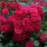 Роза РАДОСТЬ САДОВНИКА (ГАРТЕН ФРОЙДЕ) почвопокровная в Бобруйске
