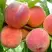 Персик ВАЙН ГОЛД Т3 в Бобруйске